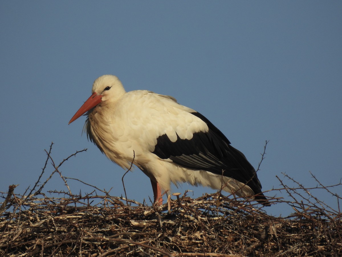 White Stork - ML641231675