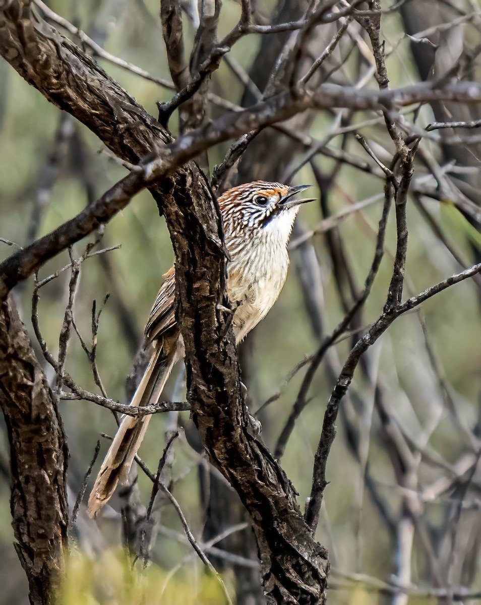 Sandhill Grasswren - ML641231676