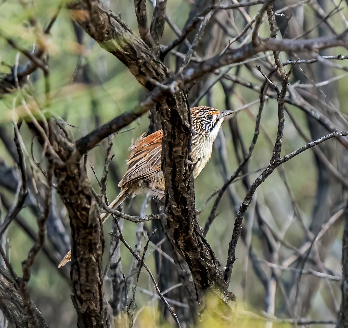 Sandhill Grasswren - ML641231677