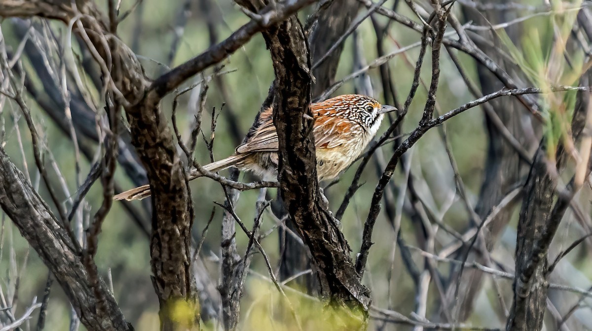 Sandhill Grasswren - ML641231679
