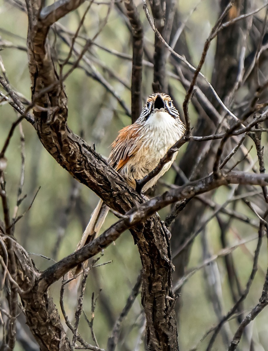 Sandhill Grasswren - ML641231681