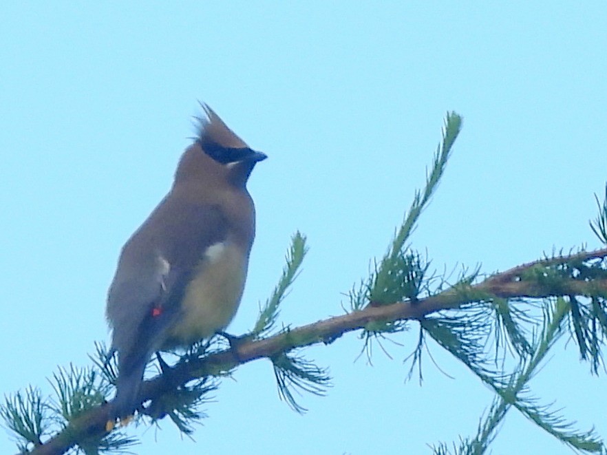 Cedar Waxwing - ML641231683