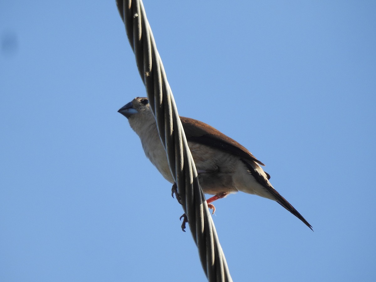 Indian Silverbill - ML641231685