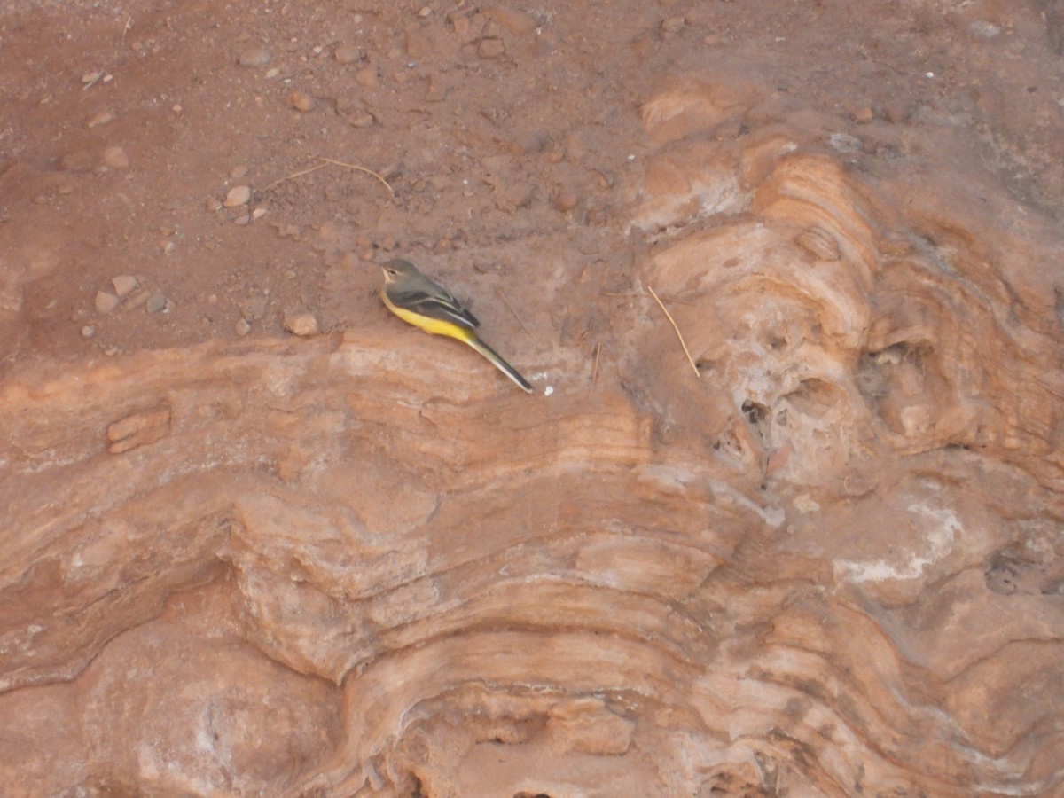 Gray Wagtail - ML641231688