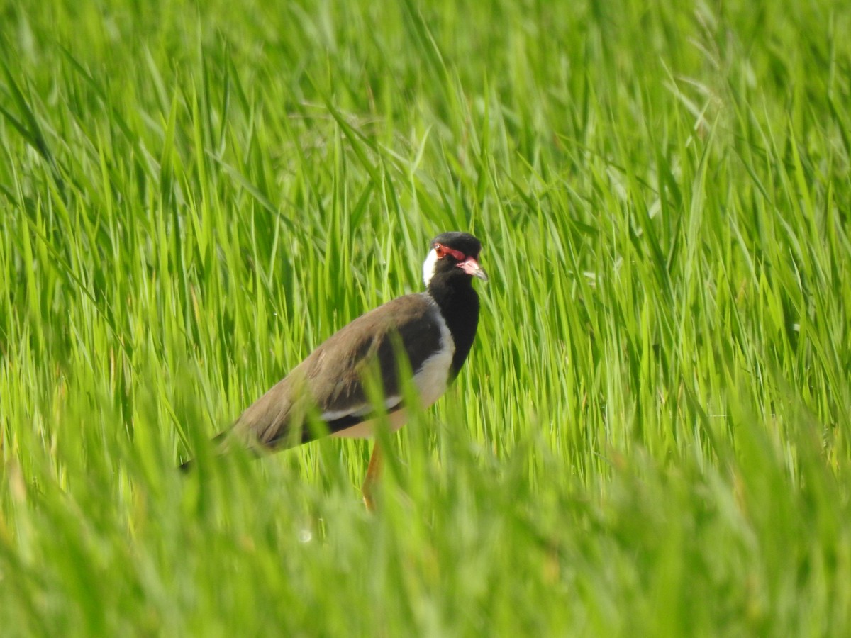Red-wattled Lapwing - ML641231689