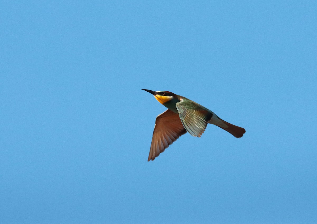 European Bee-eater - ML641231690