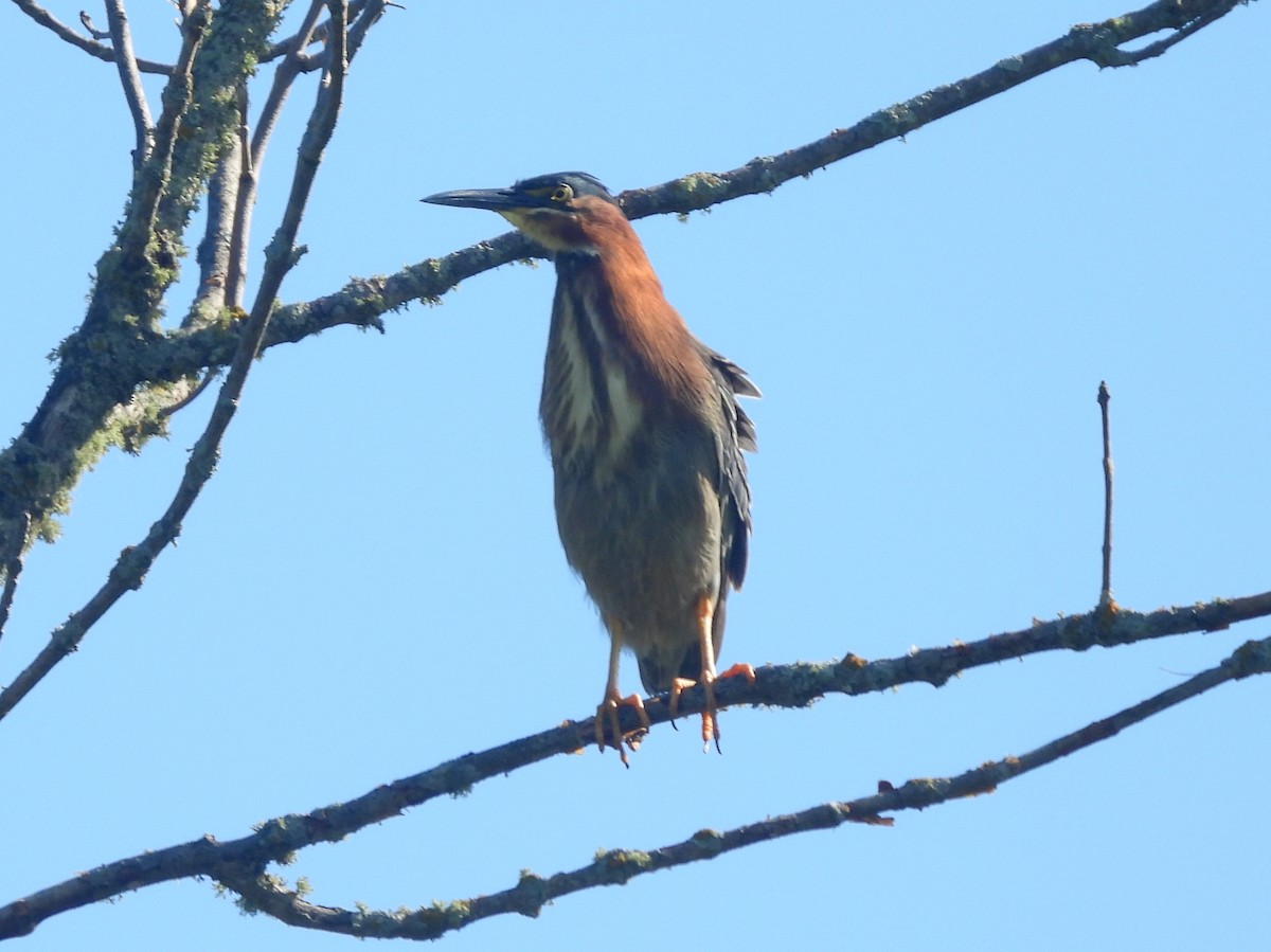 Green Heron - ML641231694