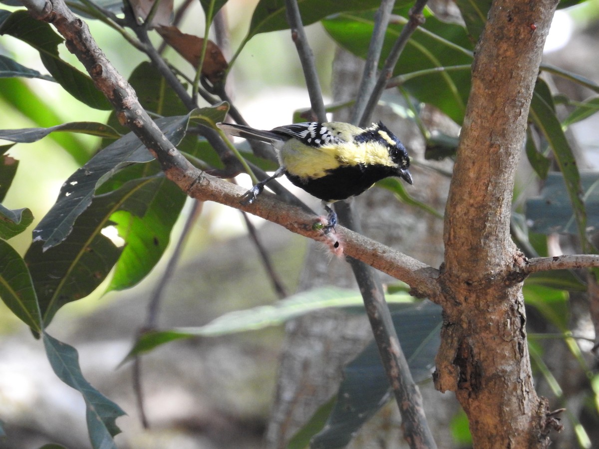 Indian Yellow Tit - ML641231699