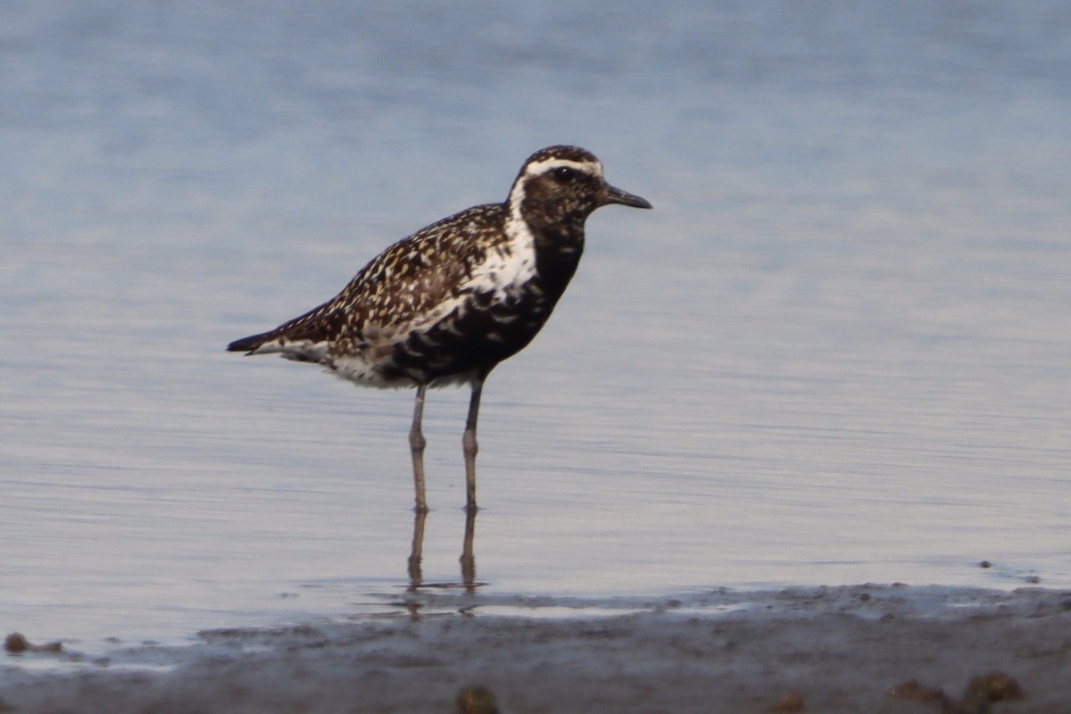 Pacific Golden-Plover - ML641231700