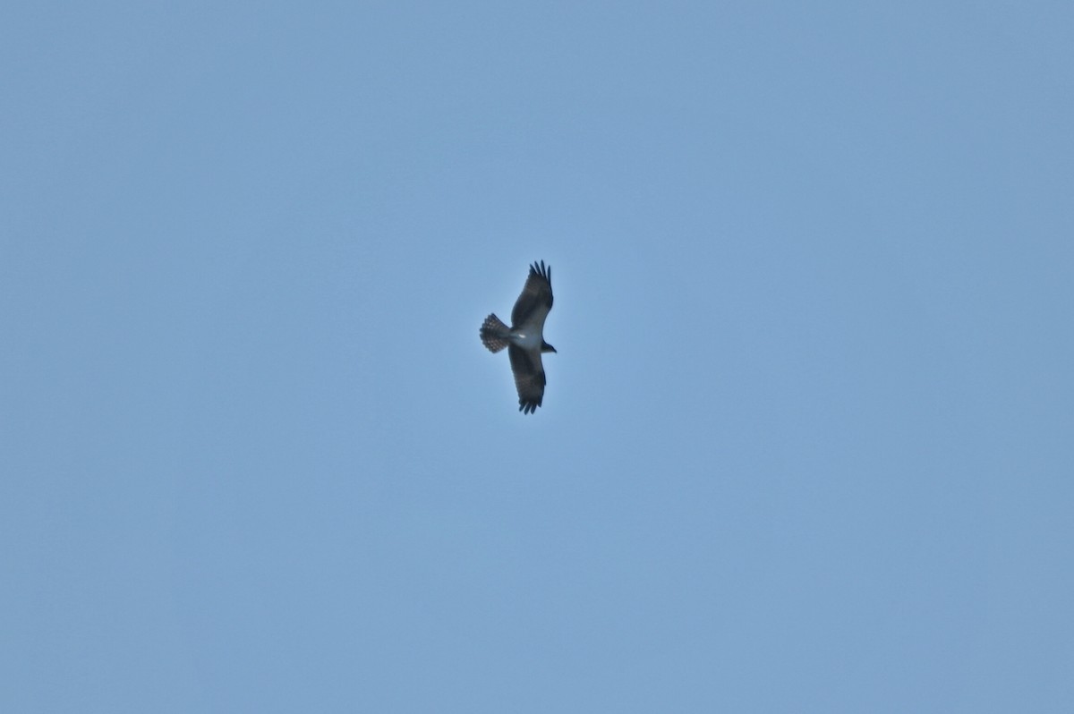Buteo sp. - ML641231705