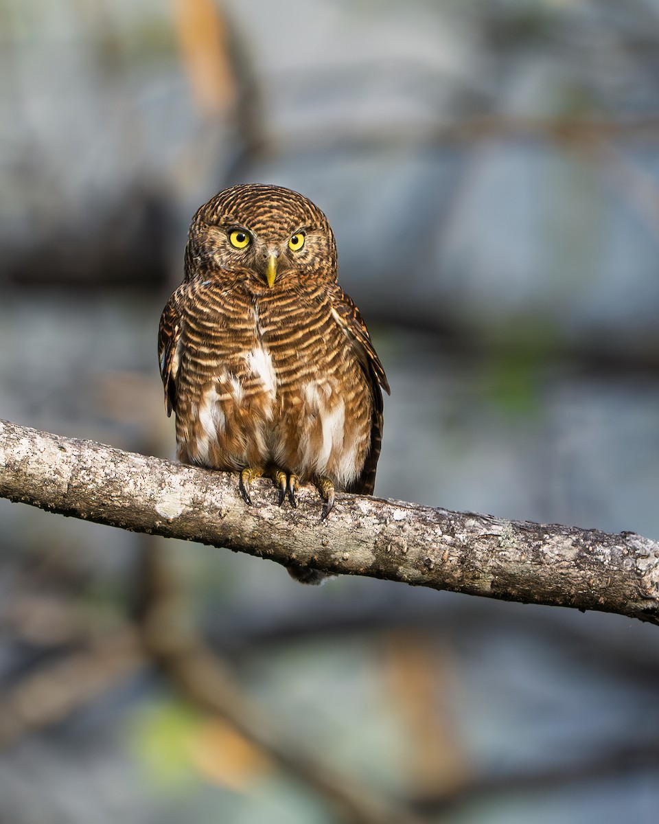 Asian Barred Owlet - ML641231706