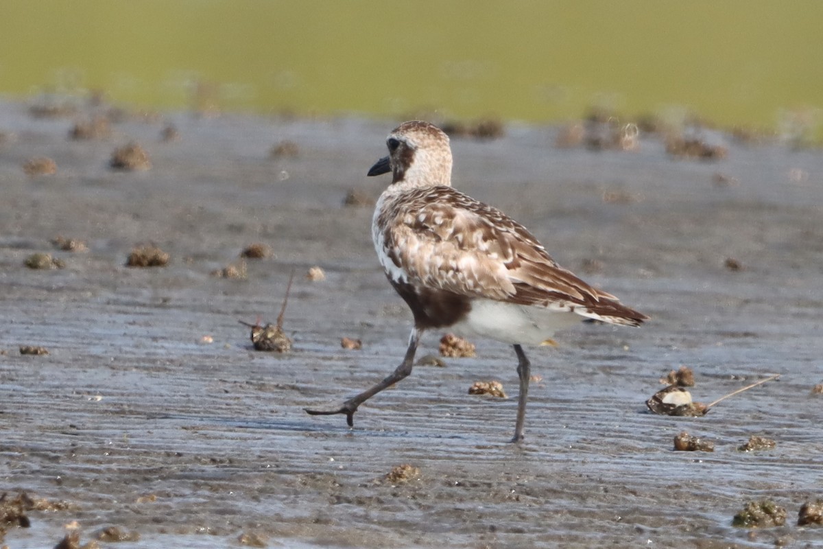 Black-bellied Plover - ML641231708