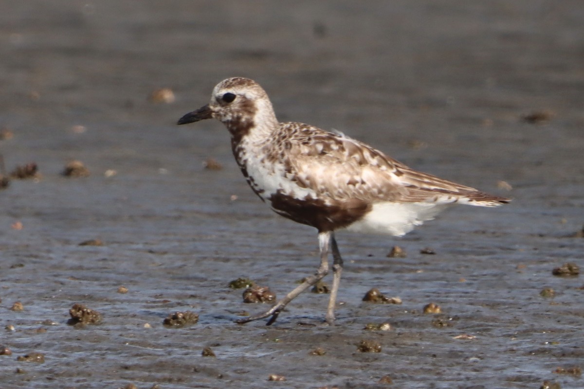 Black-bellied Plover - ML641231709