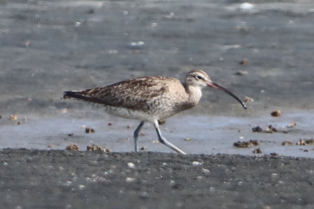 Whimbrel - ML641231711