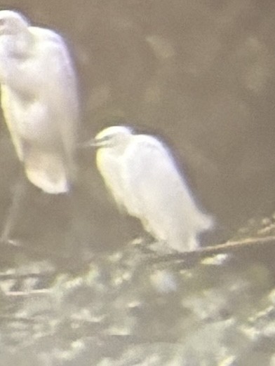 Little Egret - ML641231715