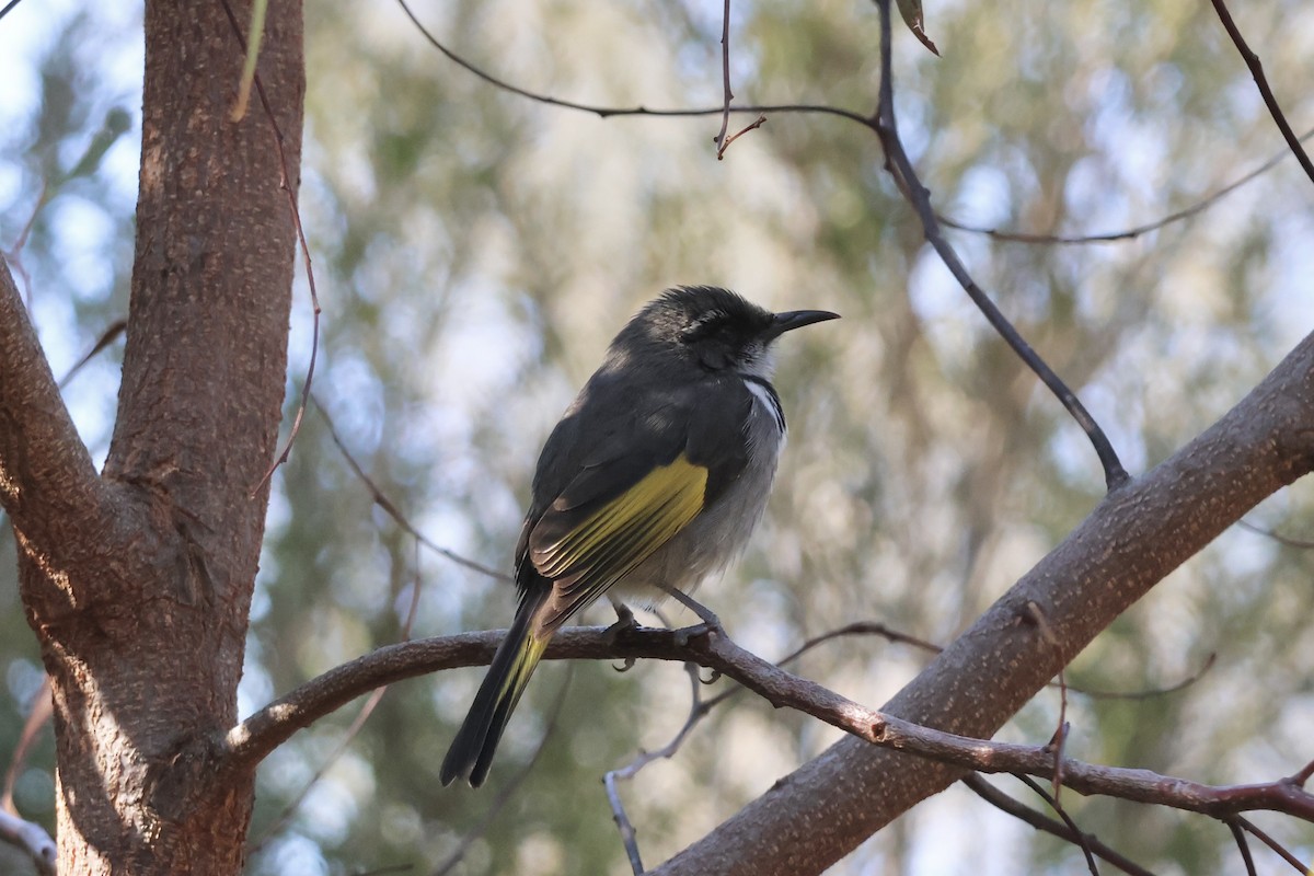 Crescent Honeyeater - ML641231716
