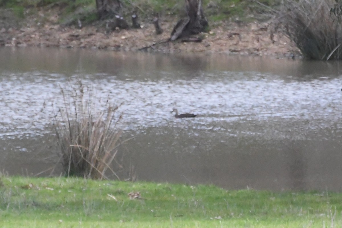 Pacific Black Duck - ML641231717