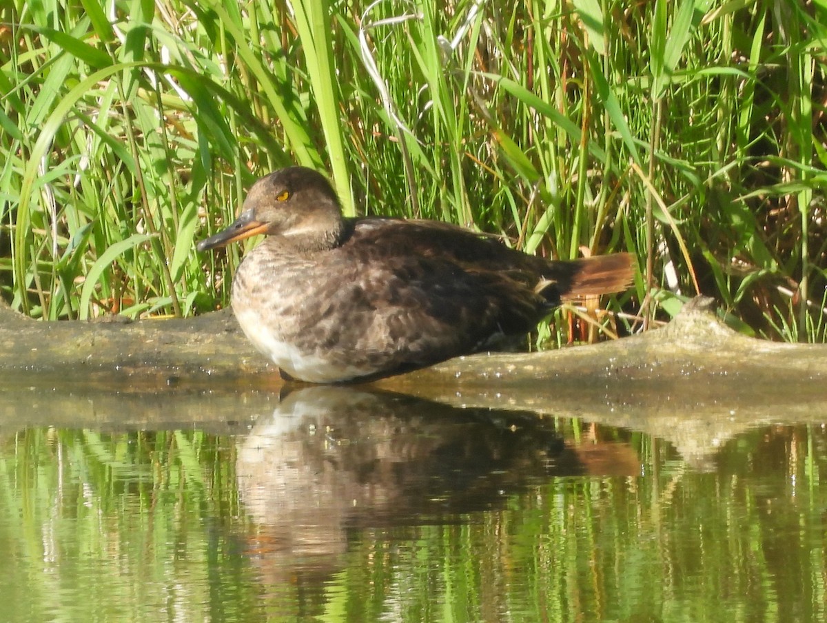 Hooded Merganser - ML641231756
