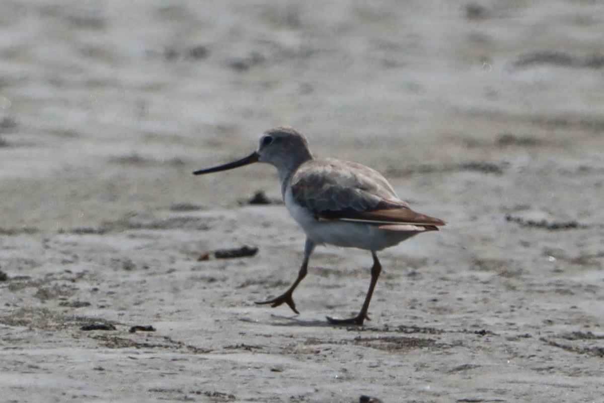 tereksnipe - ML641231798
