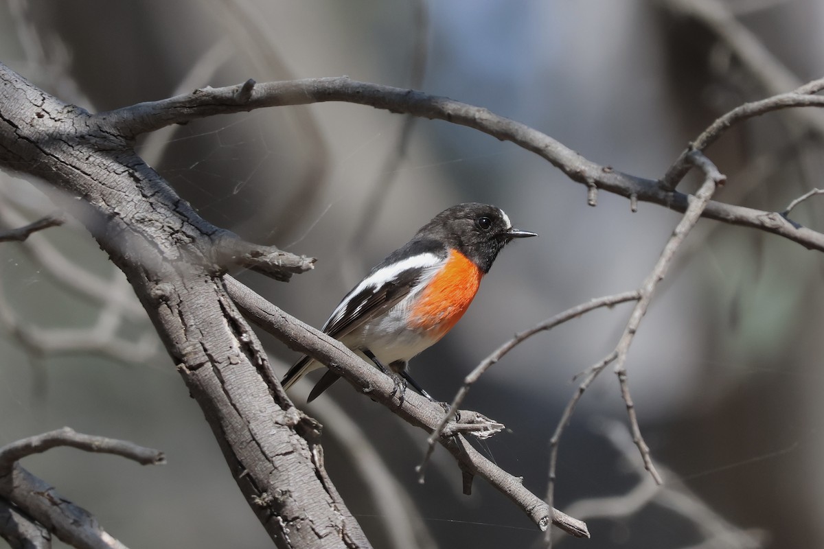 Scarlet Robin - ML641231802