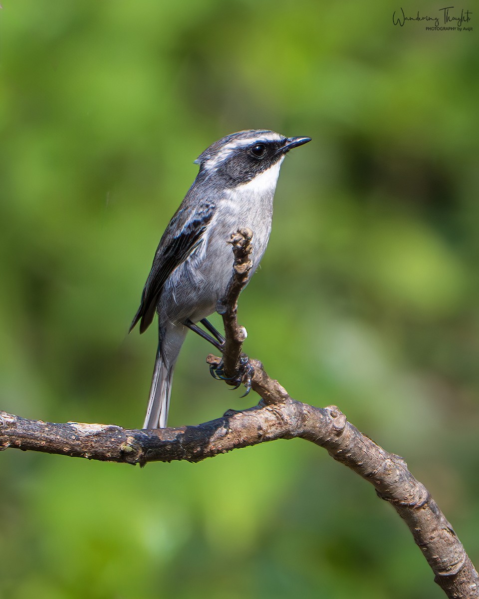Gray Bushchat - ML641231819