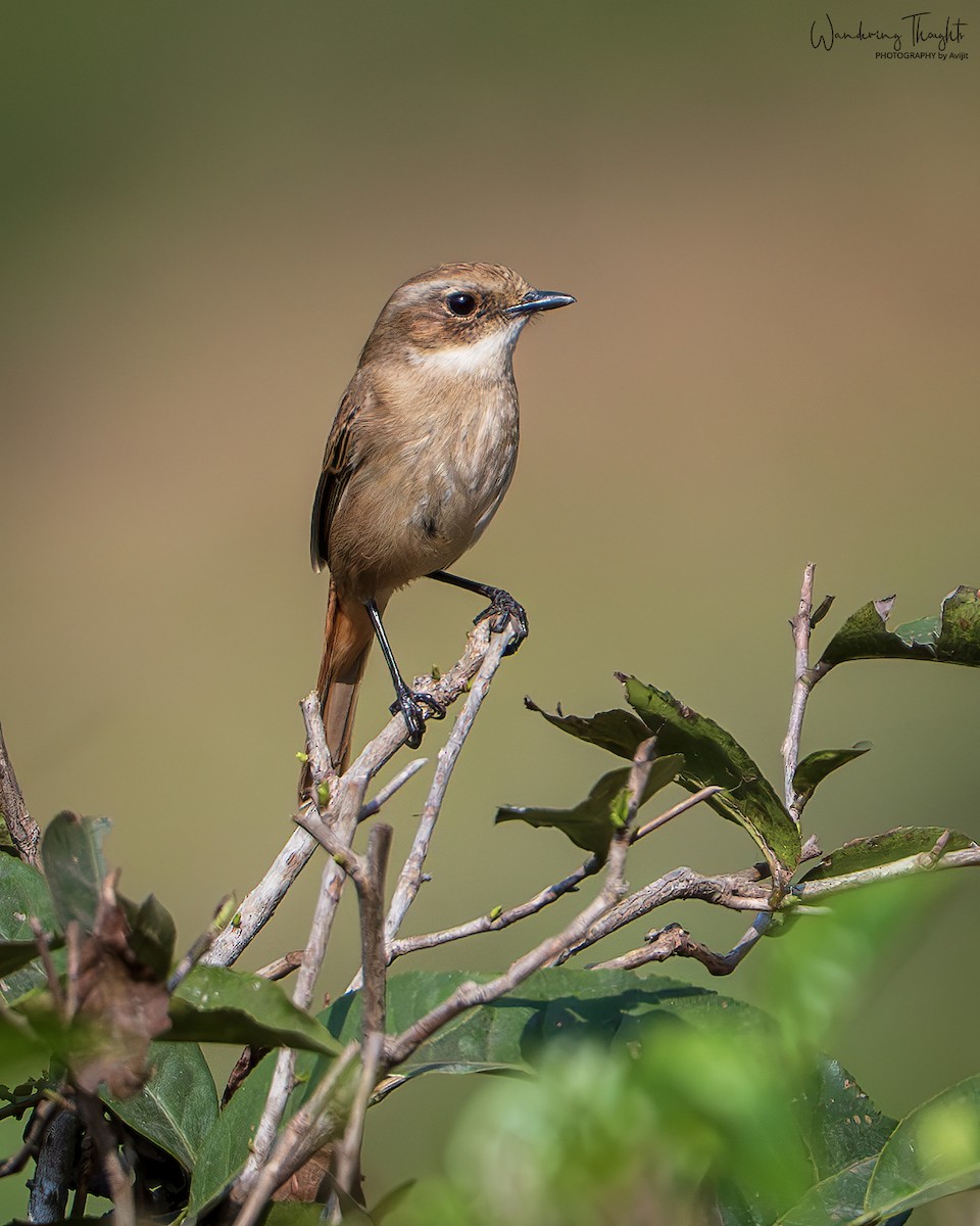 Gray Bushchat - ML641231820