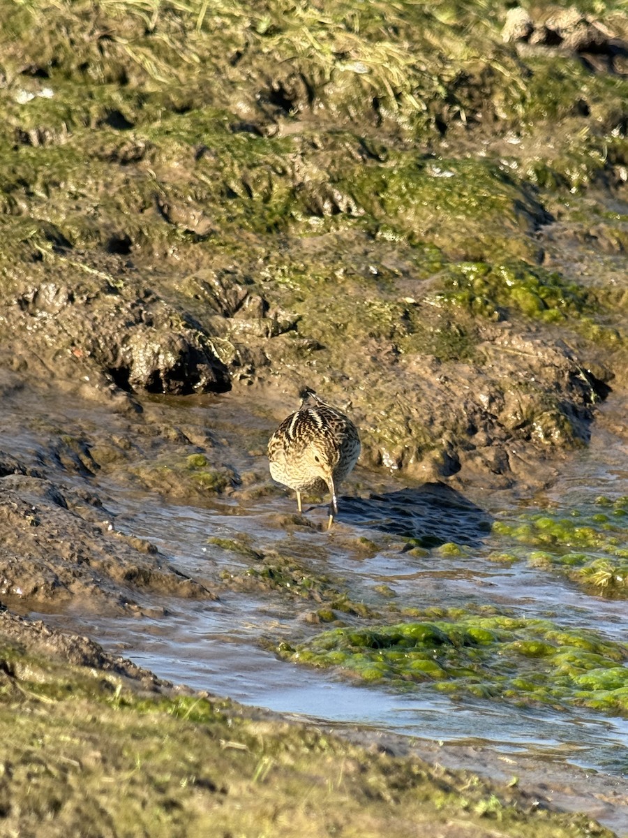 Pectoral Sandpiper - ML641231846