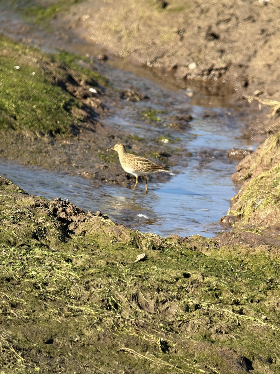 Pectoral Sandpiper - ML641231847