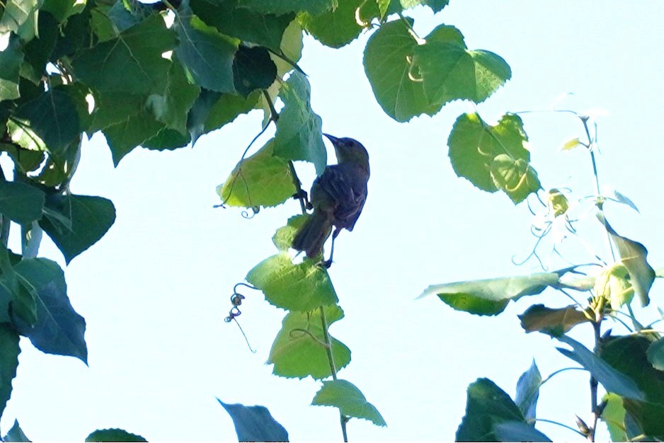 Hooded Oriole - ML641231882