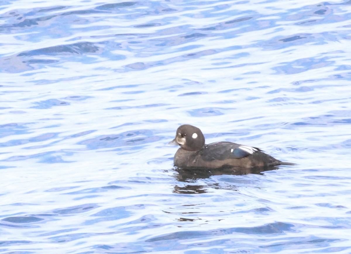 Harlequin Duck - ML641231885