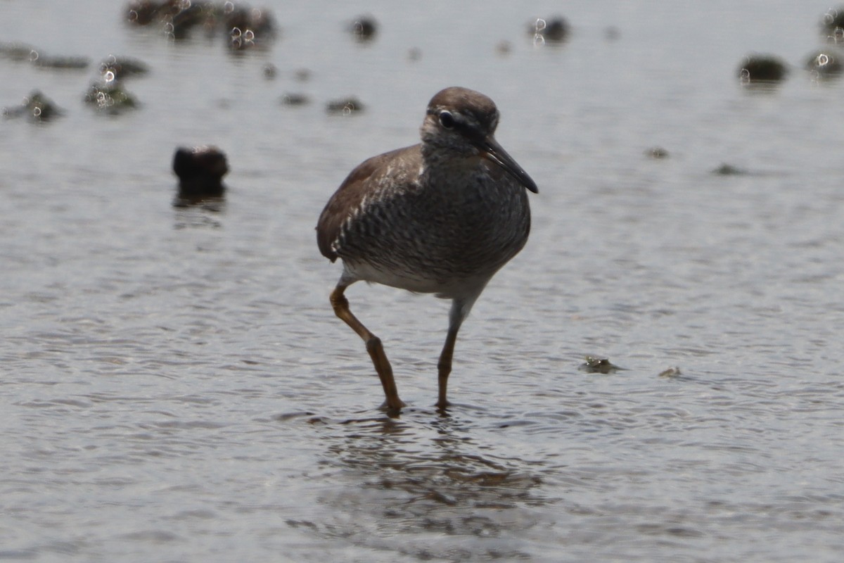 sibirvandresnipe - ML641231886