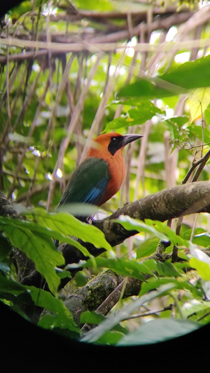 Rufous Motmot - ML641231909