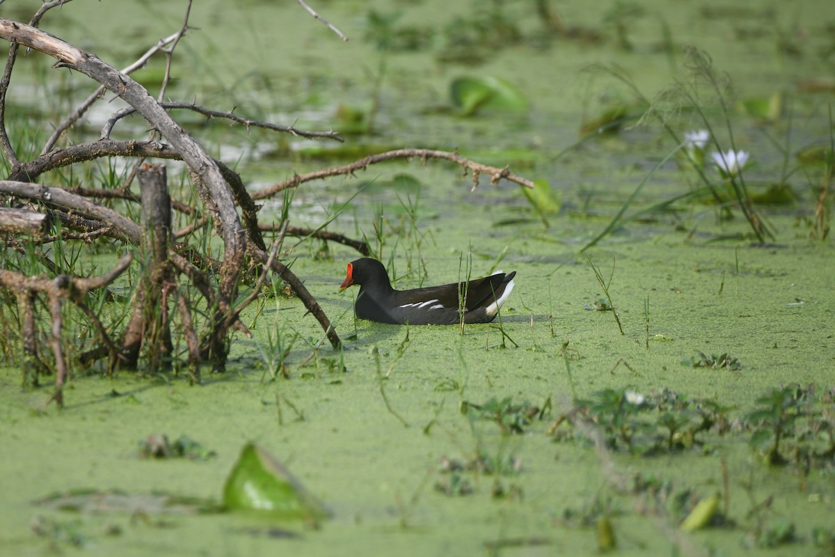 Хажилгат түнжүүр - ML641231959