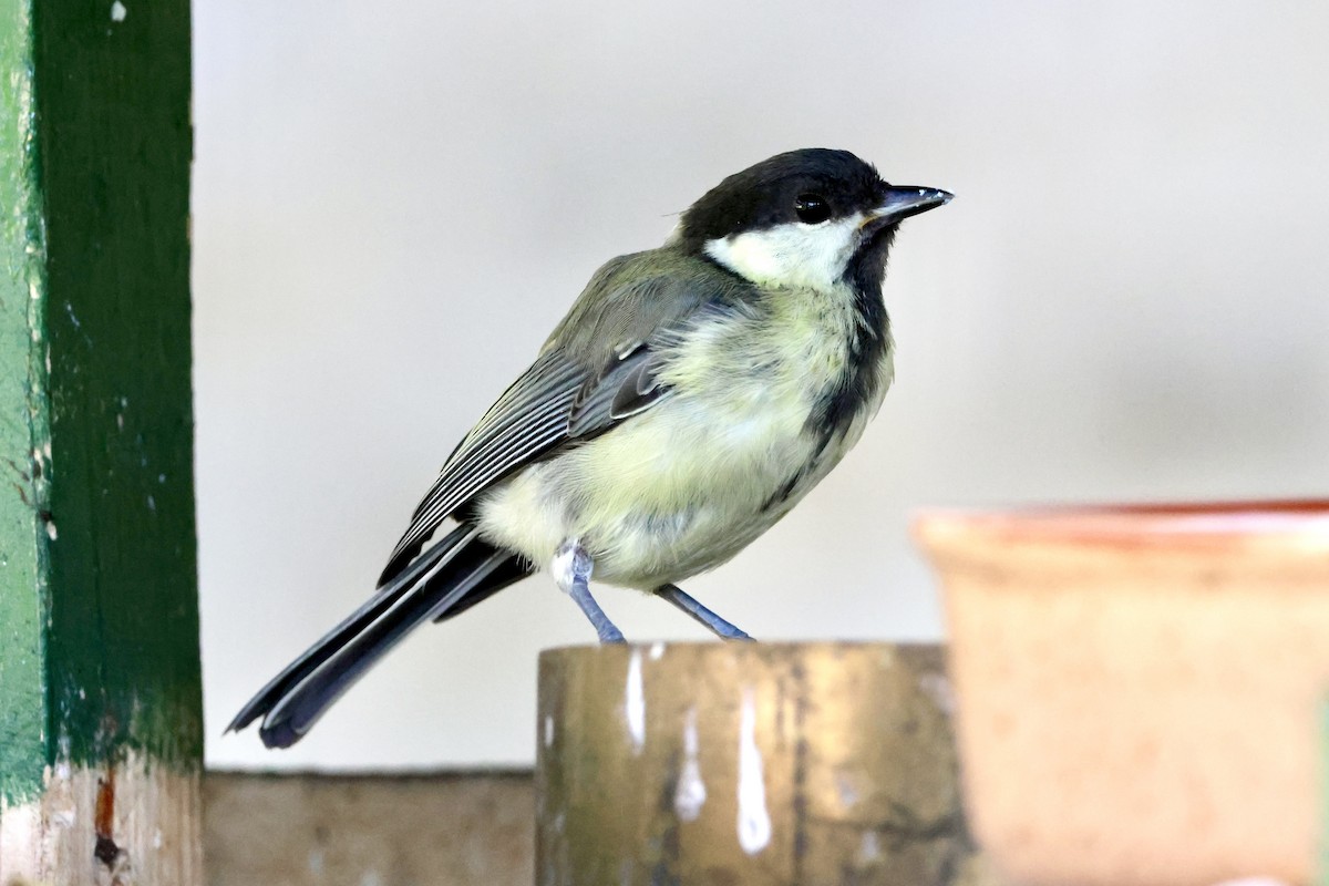 Great Tit - ML641231999