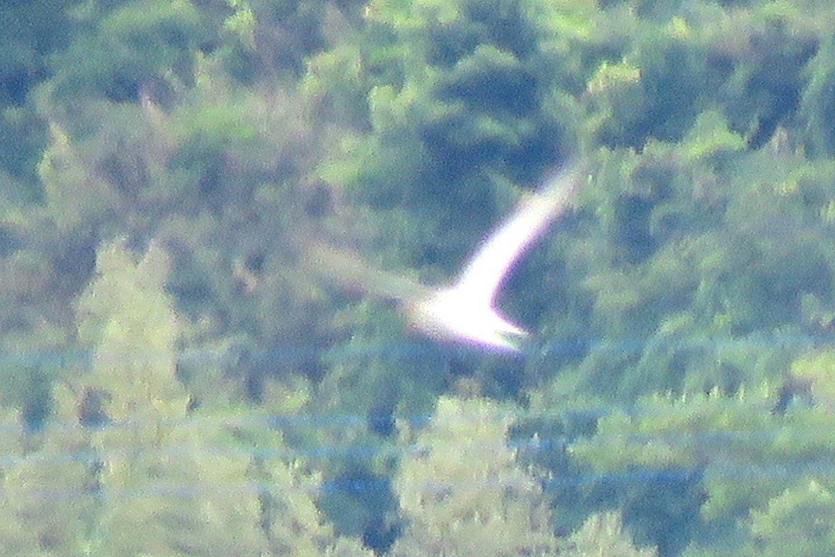 Common Tern - ML641232022