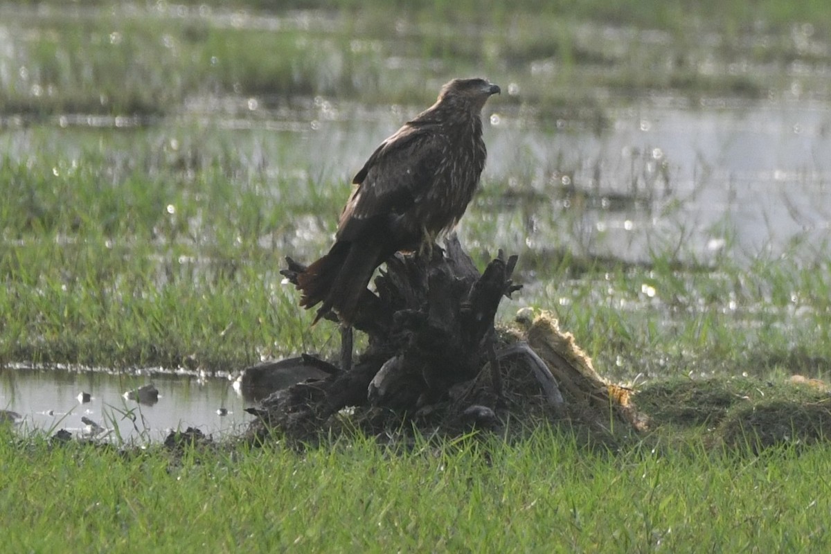 Сохор элээ - ML641232036