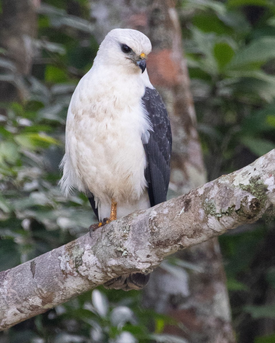 White-necked Hawk - ML641232049