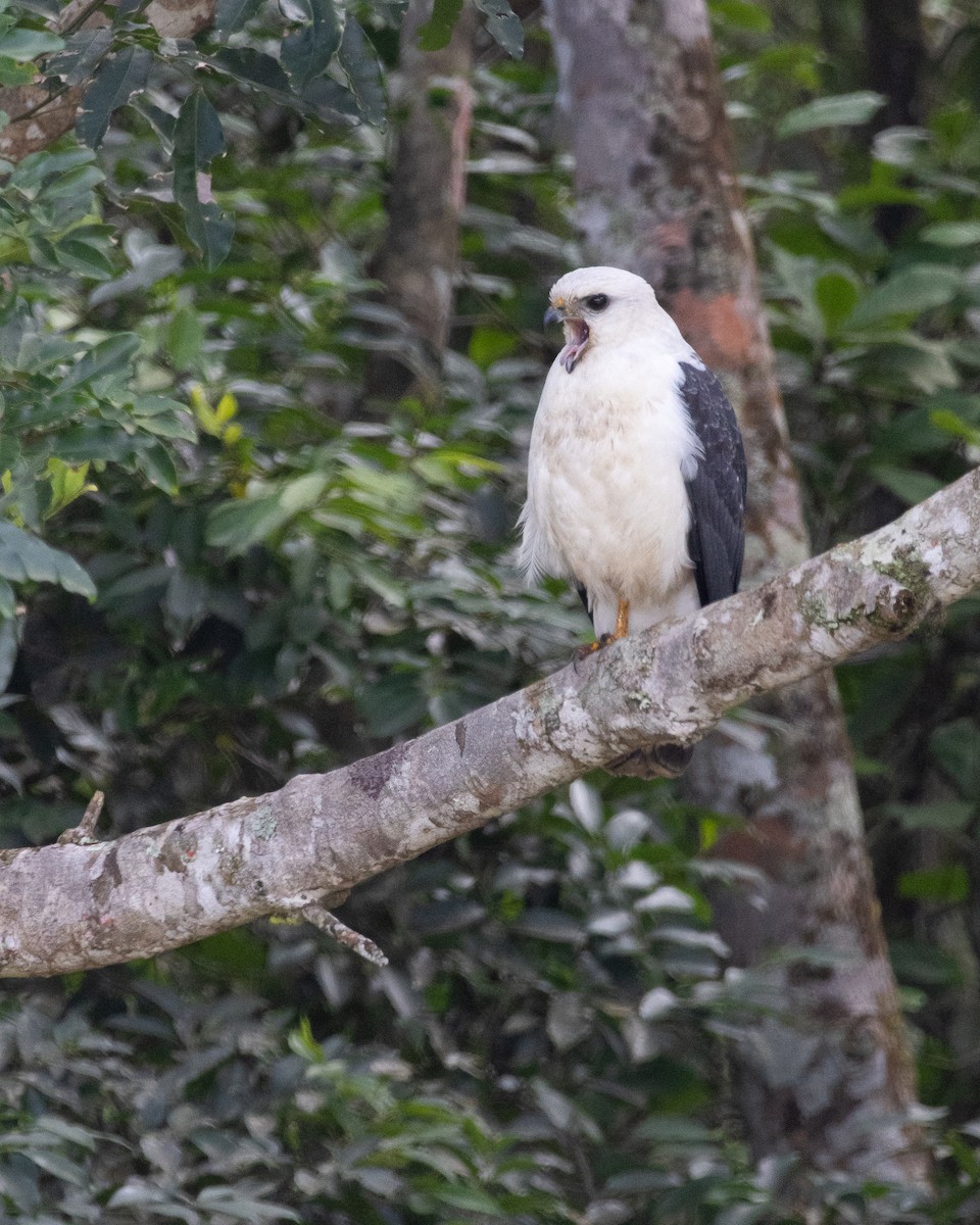 White-necked Hawk - ML641232051