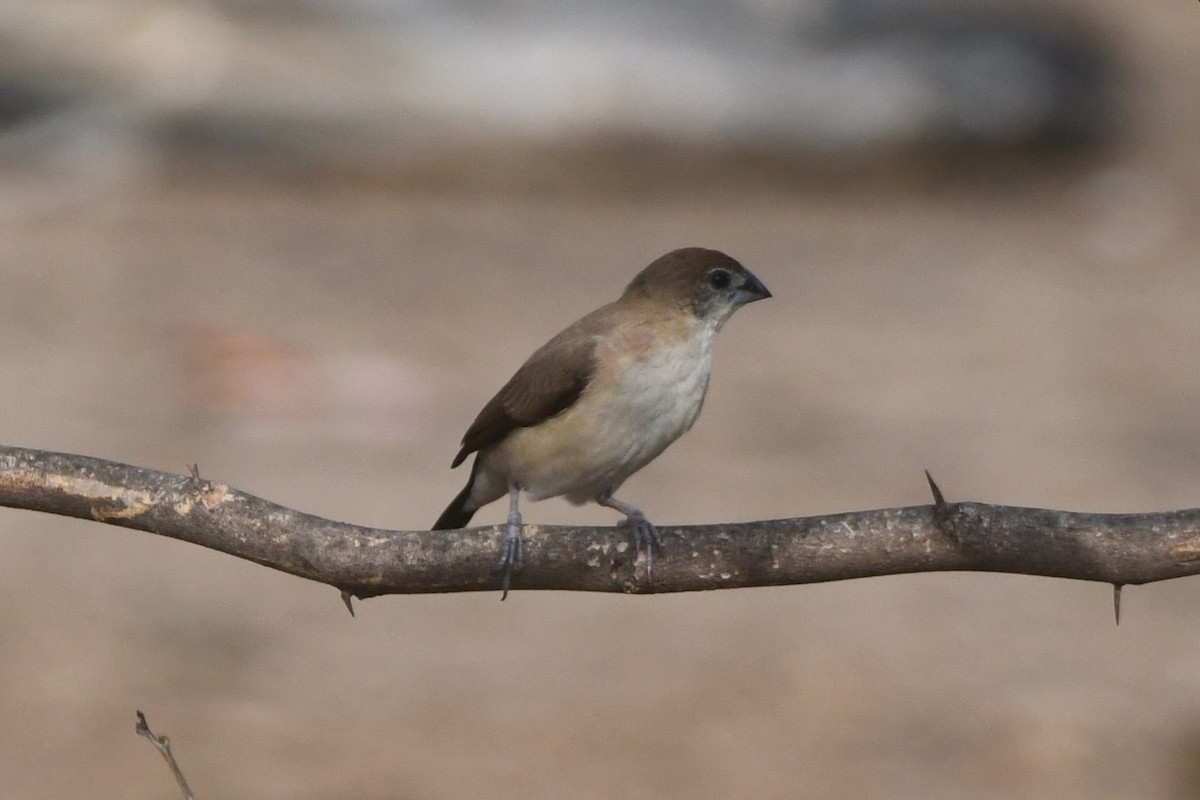 Indian Silverbill - ML641232058
