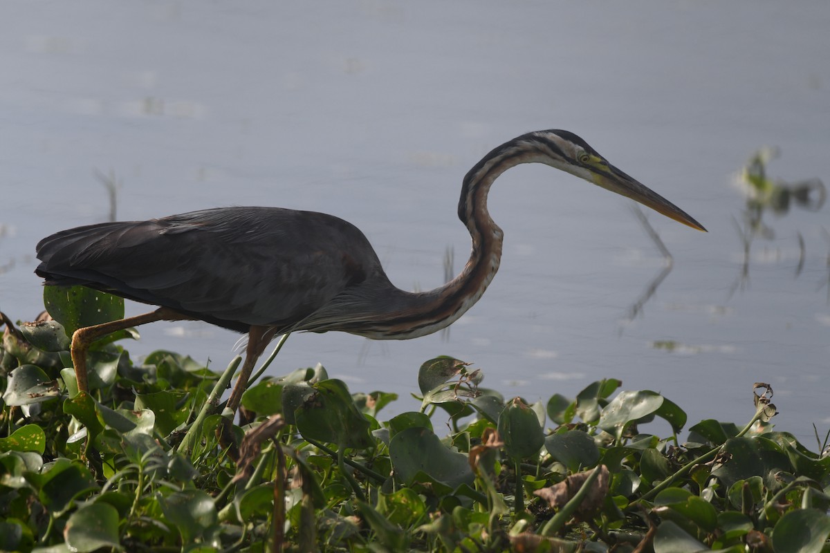 Зээрд дэглий - ML641232079