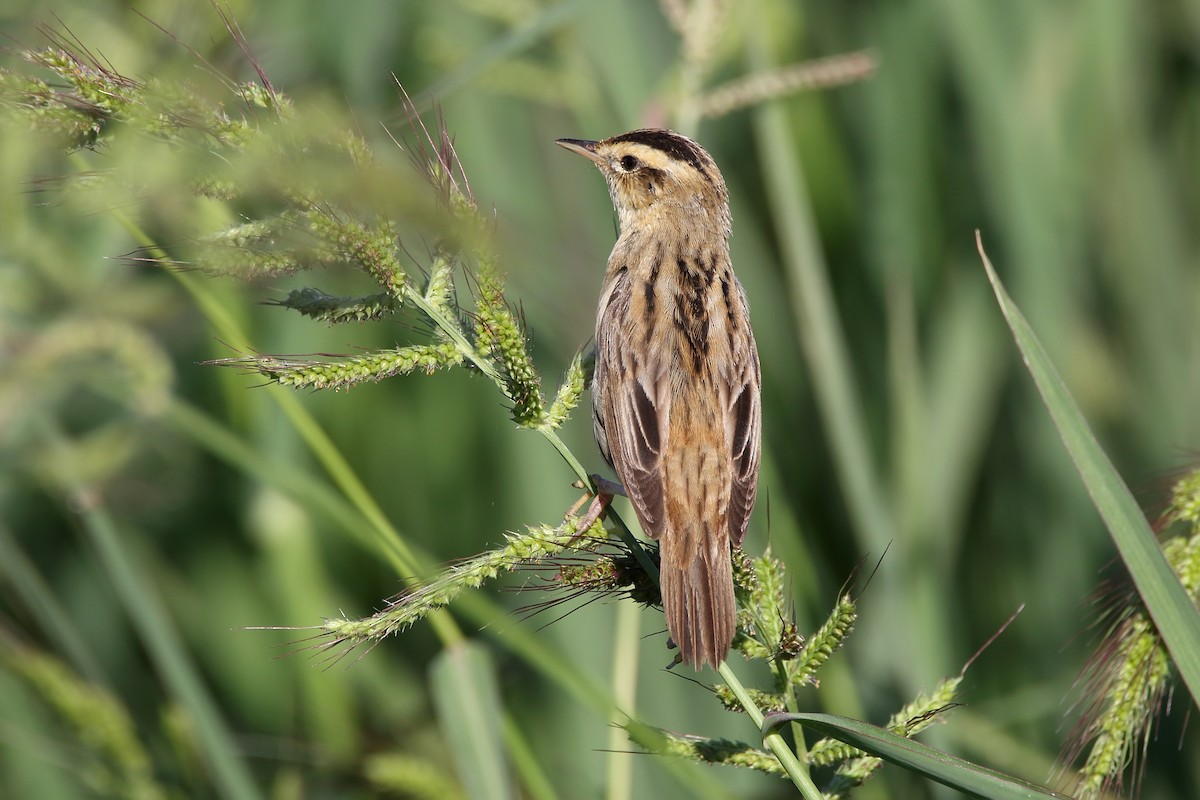 Aquatic Warbler - ML641232111