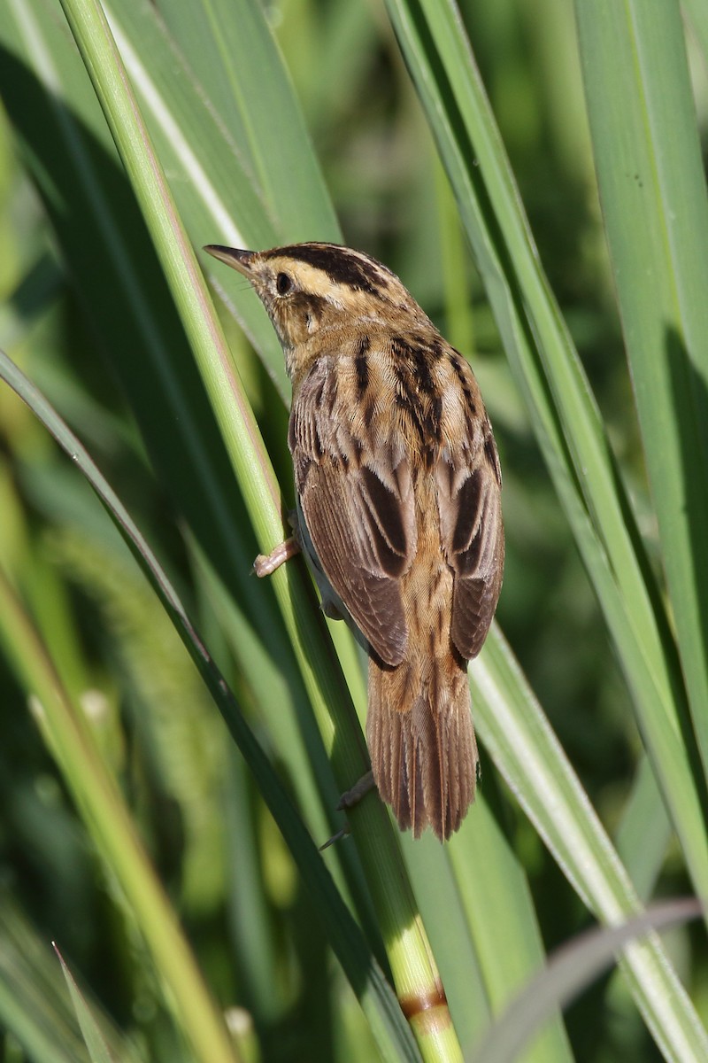Aquatic Warbler - ML641232112
