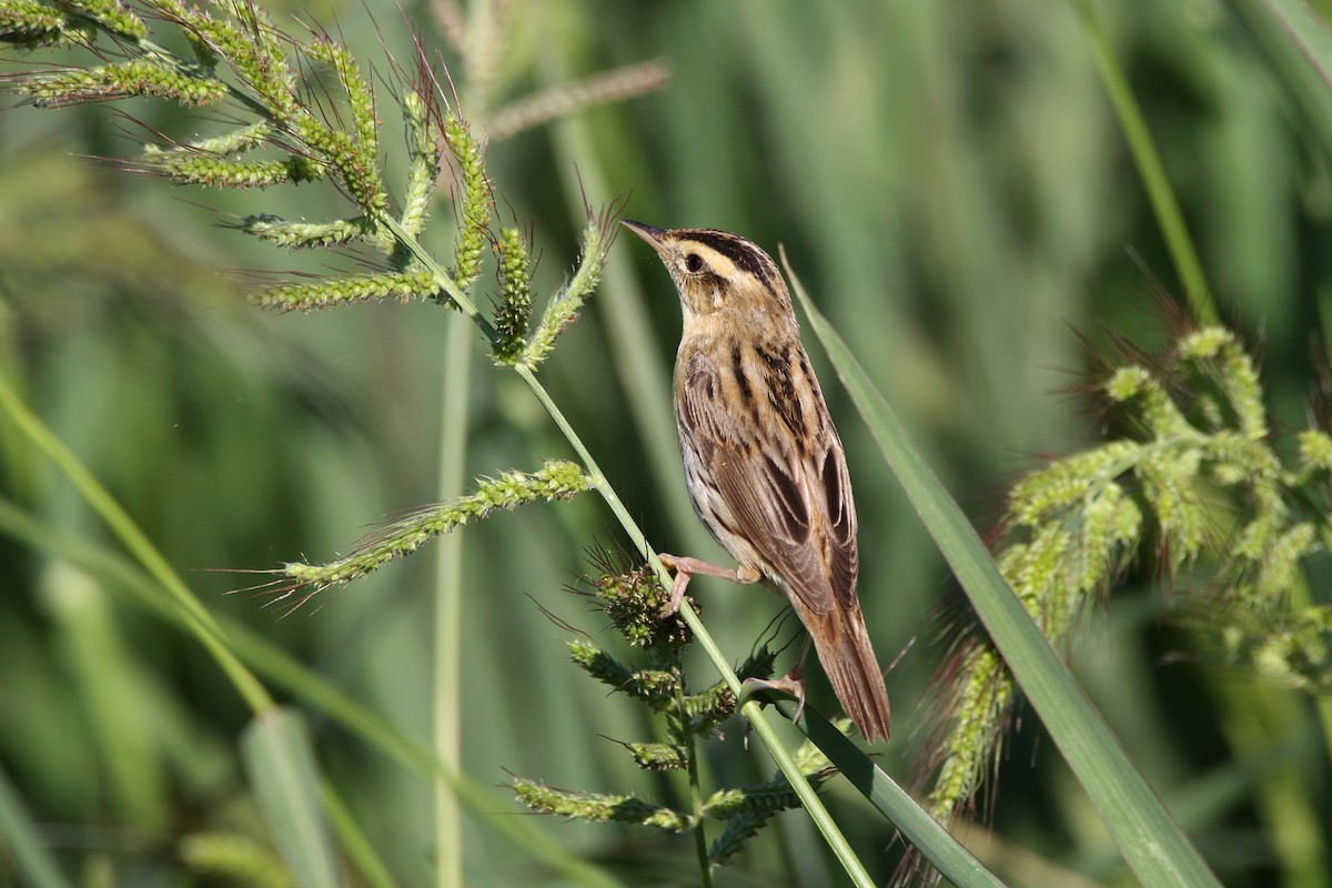 Aquatic Warbler - ML641232119