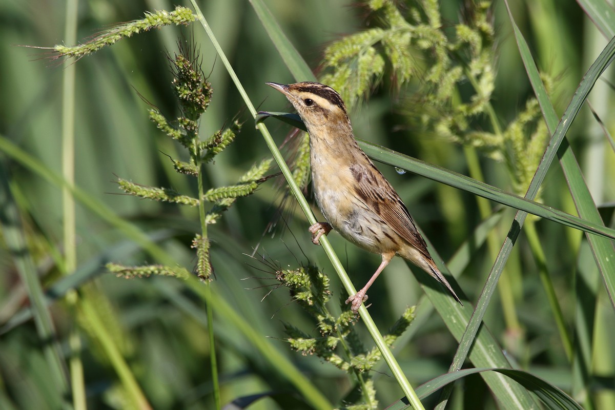 Aquatic Warbler - ML641232120