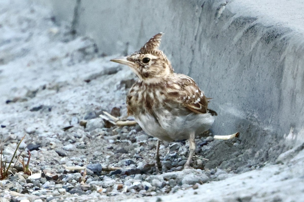 Crested Lark - ML641232150