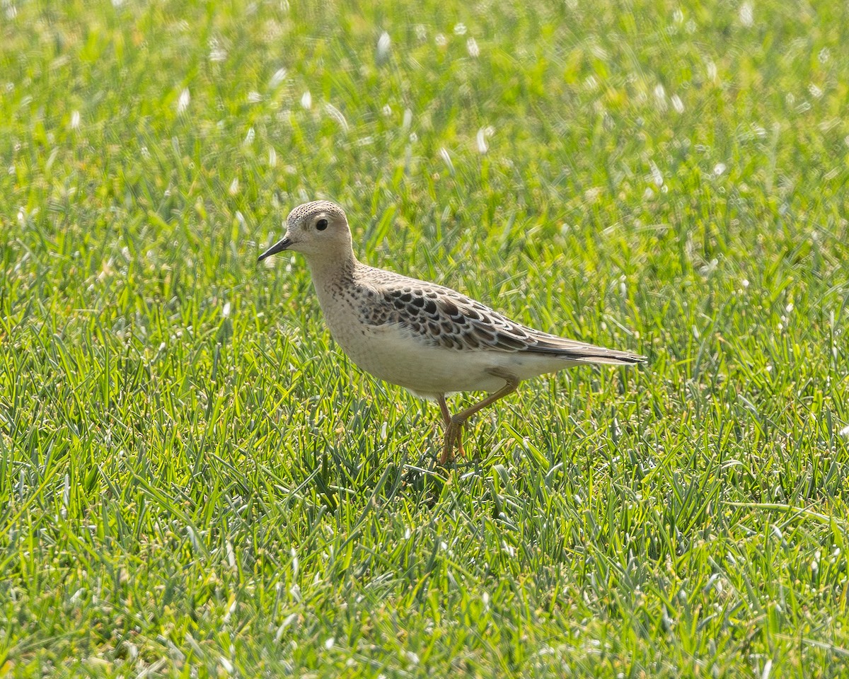 Buff-breasted Sandpiper - ML641232156