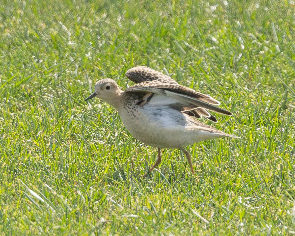 Buff-breasted Sandpiper - ML641232158