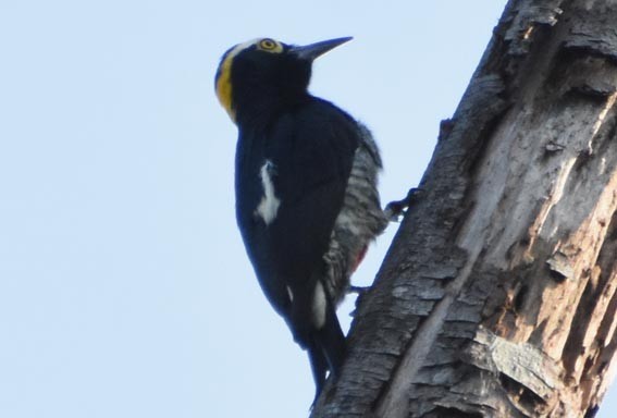 Yellow-tufted Woodpecker - ML641232184