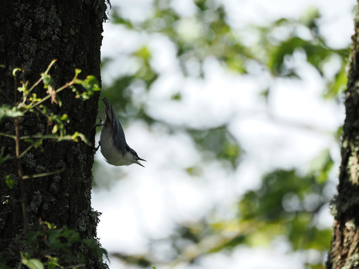 Eurasian Nuthatch - ML641232189