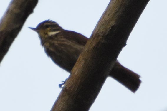 Slender-billed Xenops - ML641232201